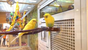 ДИАНА И РОМА - Диана и Рома играют в полицейских (1)