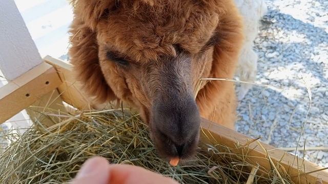 Альпаки на ферме альпак в Сукко.