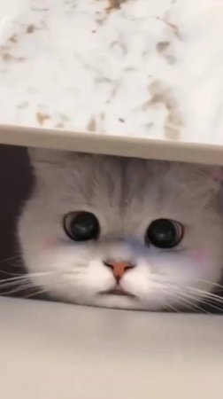 😹 Funny Cats 2025 🔥 BEST 🐈 #funny #funnyanimal #cat