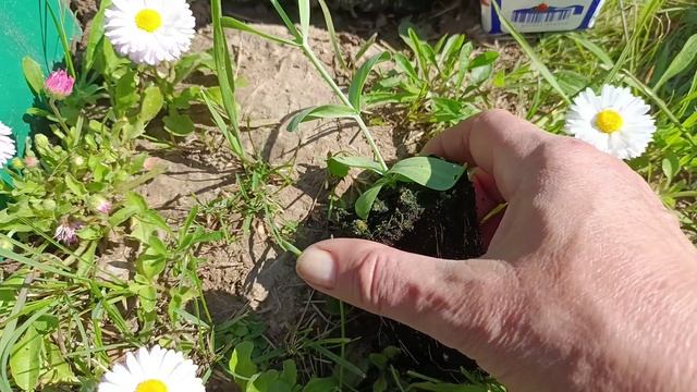 Высаживаю рассаду эустомы в цветник