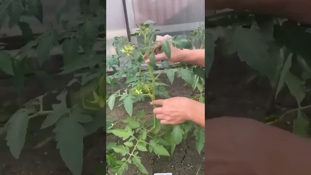 Полезные лайфхаки и советы для дачи
