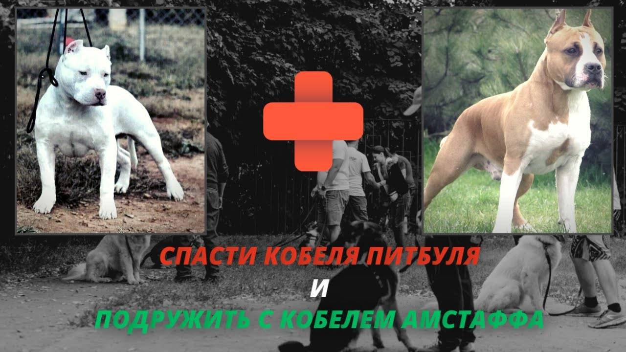 24 часа что изменило жизнь брошенного питбуля! Зооагрессия у собак смотреть онлайн