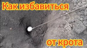 Как избавиться от крота.