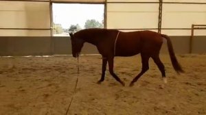 Работа молодой лошади на лонже шаг