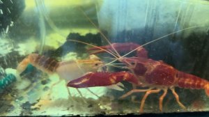 Красный флоридский рак и рак вулкан ябби в одном аквар