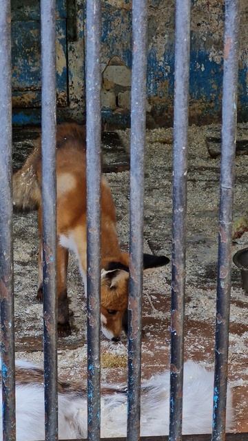 Лисы в Детском парке Саратова смотреть онлайн