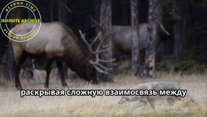 Волки Изменили Целый Парк: Чудо Йеллоустоуна