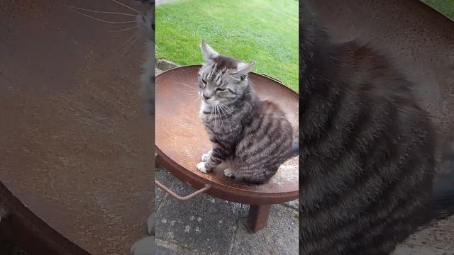 место для отдыха #кот #люци смотреть онлайн