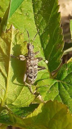 Усачик Рагий (Rhagium)
