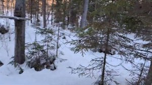 Путешествие по лесным избам продолжается. Изба рыбако