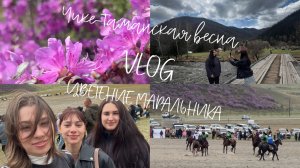 АЛТАЙ // Цветение маральника | Чике-Таманская Весна 2025 | Кок-Бору | VLOG