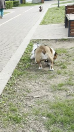 Собачье веселье
