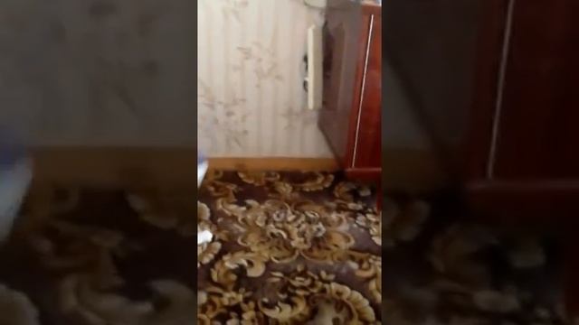 Кот выгнал пацана на балкон! СМОТРЕТЬ ДО КОНЦА! смотреть онлайн