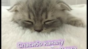 Спасибо каналу Муся-Пуськавна и Злата Мурмякова
