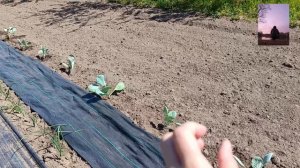 теперь сажаем капусту по-другому. И пару слов про агроткань.