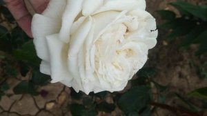 Чайно гибридная роза 🌹Иоан Павел 2 (Папа Джовани)