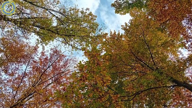 Самая красивая мелодия без слов – музыка природы | Слу