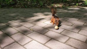 Белки и грецкие орехи. Царицыно. Май 2025