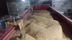 Видео сушки Кукурузы