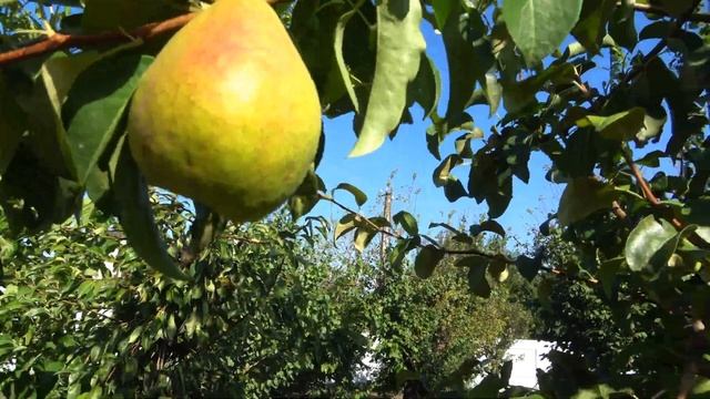 Груша ЭРИКА: зимний сорт для хранения смотреть онлайн