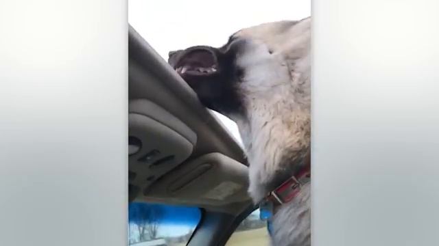 ЗАБАВНАЯ РЕАКЦИЯ ЖИВОТНЫХ НА СУМАСШЕДШУЮ ПОГОДУ смотреть онлайн