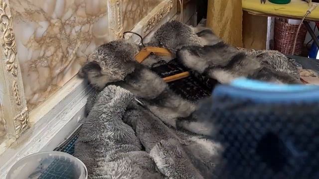 Чистим шубы из натурального меха в домашних условиях. смотреть онлайн