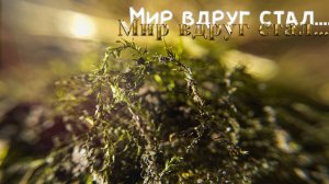 Мир вдруг стал... #топыкатегорий