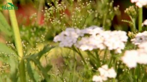 Как сеять семена цветов на рассаду. Основные моменты - 7 дач