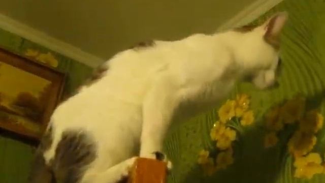 Кот берет высоту