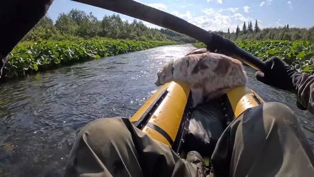 Застряли в приливной зоне. Раненый олень ищет спасени? смотреть онлайн