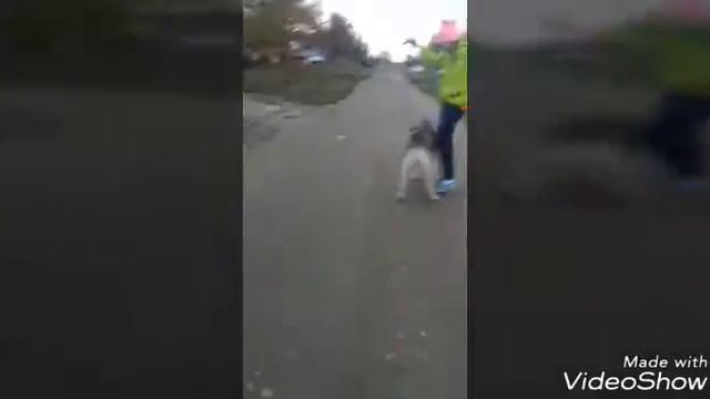 Тренировка. День с собакой. Катаемся на роликах смотреть онлайн