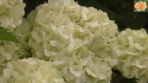 Королева сада Калина Бульденеж