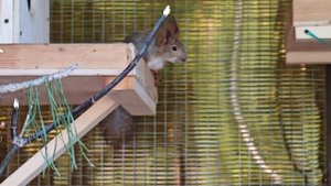 В гостях у рыжих жительниц лесопарка. 
Май 2025г.