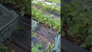 КАК ВАМ СОРТ ВИВАРА? РЕМОНТАНТНЫЙ СОРТ КЛУБНИКИ