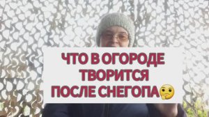 Что в огороде творится после снегопада