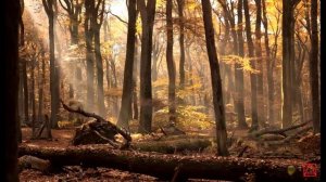 Ефрем Сирин СЛОВО О ДОБРОДЕТЕЛЯХ И ПОРОКАХ О негневливости часть 10