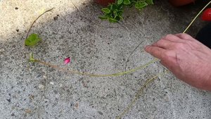 Наши утренние гуляние, сад проверяем, сегодня будет очень жарко.