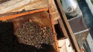 25 мая смотрим пчел вместе!!!