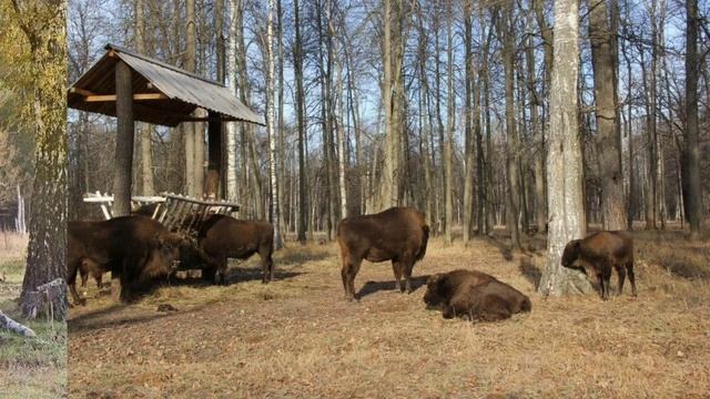 Приокско-Террасный государственный природный биосфе? смотреть онлайн