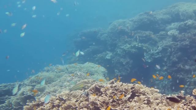 🌊 Рай в Океане: Удивительные Коралловые Рифы! 🐠✨