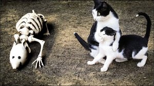 Самые Смешные Видео про Кошек И Собак 🐱🐶 - Лучшие Приколы Про Животных 😁