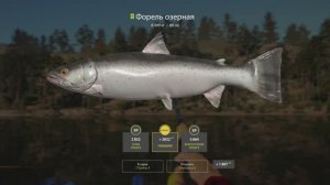 усская рыбалка 4. озеро Куори. Форель озерная