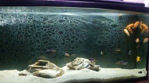 Лабидохромис еллоу держит в страхе зебр, тирания цихл?