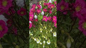 МОИ ЦВЕТЫ#цветы