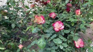 25.05.2025 Анапа море розы