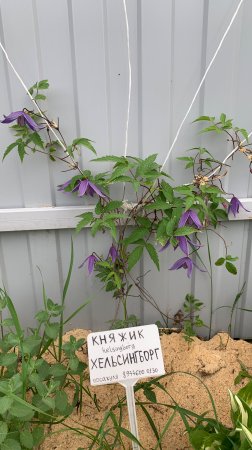 🌸 Клематис (Ломонос) альпийский Хельсингборг (1) 🌸
Clematis alpina Helsingborg
#княжик