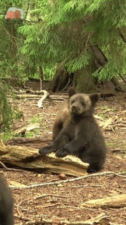 Центр спасения медвежат-сирот: orphan-bear.org #медведь #wildlife #bear  #cute #adorable #nature