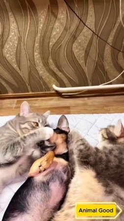 #собаки #кошки #приколы 49