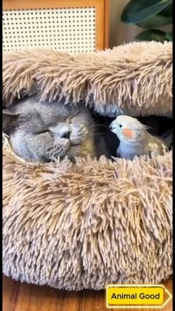 #собаки #кошки #приколы 42