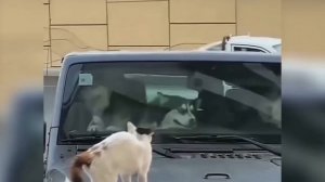 Приколы с животными 7